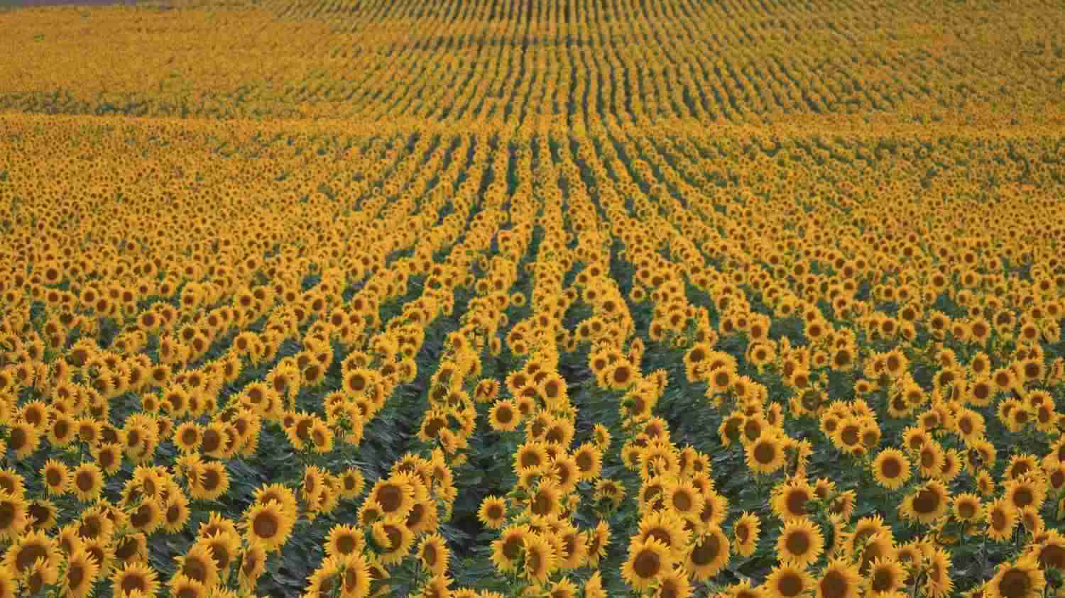 Field of Sunflowers